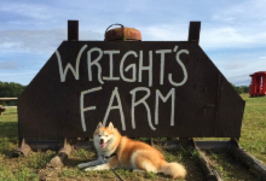 Wright's Farm and Fruit Stand购物图片