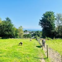 克里基厄斯图片