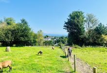 Dwyfor Ranch Rabbit Farm and Animal Park景点图片