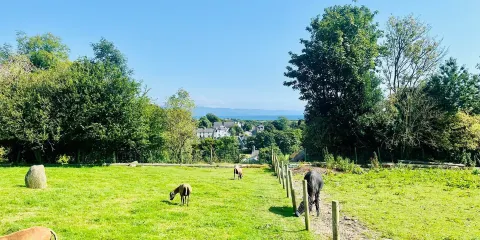 Dwyfor Ranch Rabbit Farm and Animal Park