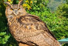 The Greenbrier Falconry景点图片