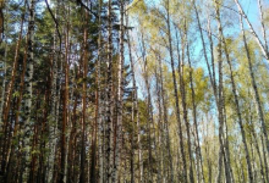 Park Imeni Gagarina景点图片