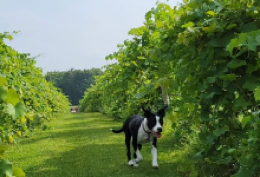 Northern Sun Winery景点图片
