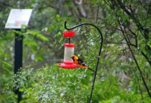 Hugh Ramsey Nature Park景点图片