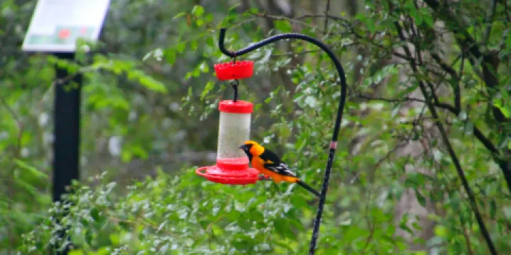 Hugh Ramsey Nature Park