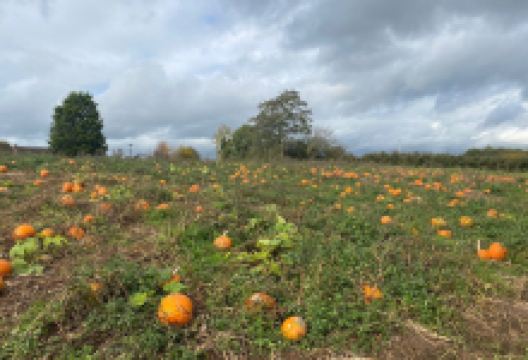 Woore Fruit Farm景点图片