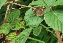 Stowford Moor Nature Reserve景点图片