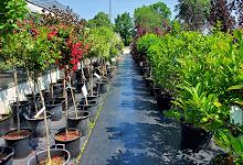 Ruthven Nursery & Garden Centre购物图片