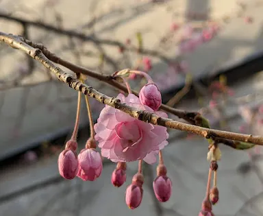桂重英美術館