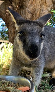 Bunbury Wildlife Park-South Bunbury