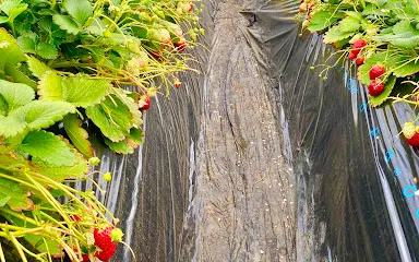 JA Hagano Mashiko Strawberry Picking