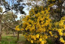Spring Mount Conservation Park景点图片