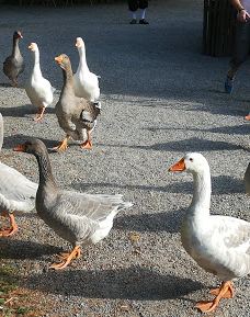 Bauernhaus-Museum Wolfegg-沃尔夫埃格
