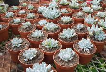 Vivero Miriam购物图片