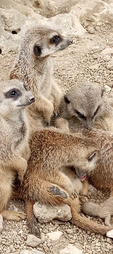 Biotropica, animal gardens-瓦德勒伊