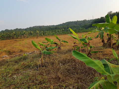 Vattaloor Padam (വറ്റലൂർ പാടം)餐厅图片
