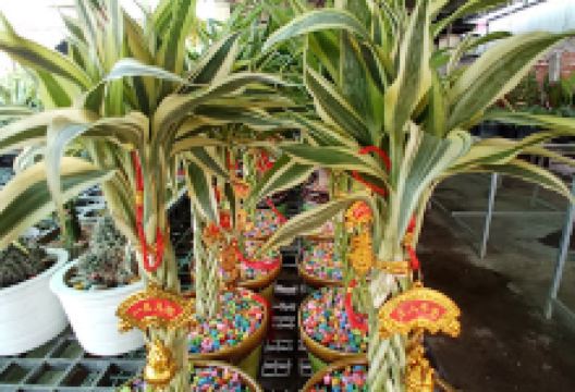 Bronze Poipet Flower and Tree Garden景点图片
