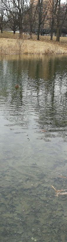 Parco della Pellerina-都灵