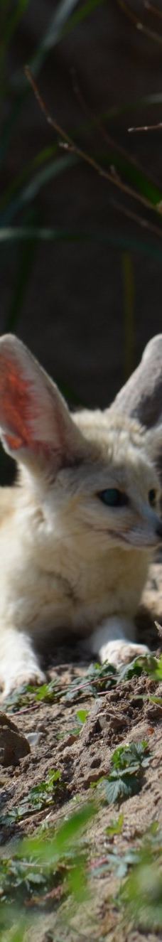 Biotropica, animal gardens-瓦德勒伊