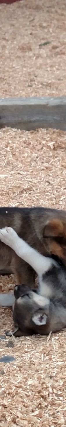 Husky Homestead-麦金利帕克