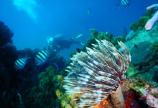 Roger's Scuba Shack购物图片