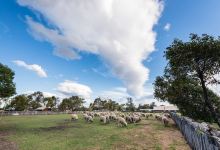 The Woolshed at Jondaryan景点图片