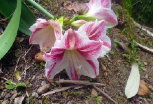 Eco Reserva Susurros Del Bosque景点图片