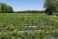 Hickory Bluff Berry Farm景点图片