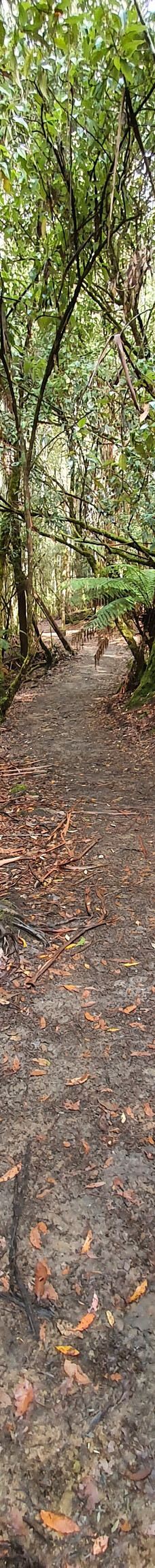 Tall Trees Walk-Mount Field