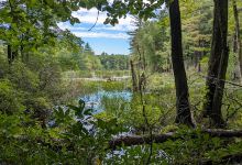 Mass Audubon Burncoat Pond Wildlife Sanctuary景点图片