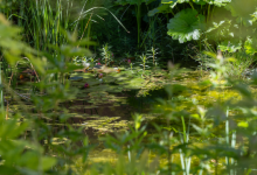 Beyeler Guido, Gartenpflege GmbH景点图片