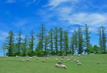 Ishida Sheep Farm景点图片
