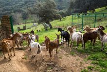 Finca Los Robledos购物图片
