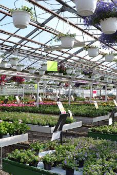 Flora Frankfri - Frankfri Flowers-措默鲁普