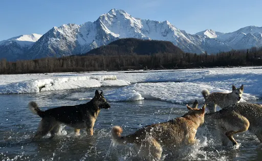 Matanuska River Park