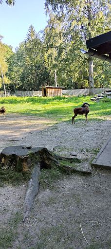 Tiergehege Waldhaus-莫尔斯多夫-泰希沃尔夫拉姆斯多夫