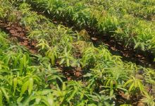Saifulla wholesale nursery购物图片