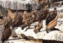 Vulture Point景点图片