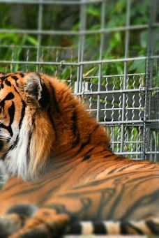 海德堡动物园-海德堡