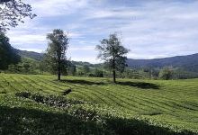 Kebun teh kayu jao景点图片
