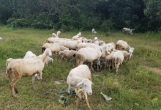 SOUNDOUWAKOFÈ景点图片