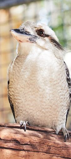 Bunbury Wildlife Park-South Bunbury