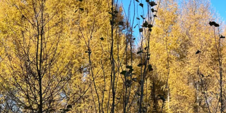 五虎山森林公園