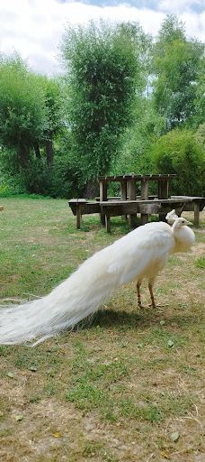 Biotropica, animal gardens-瓦德勒伊