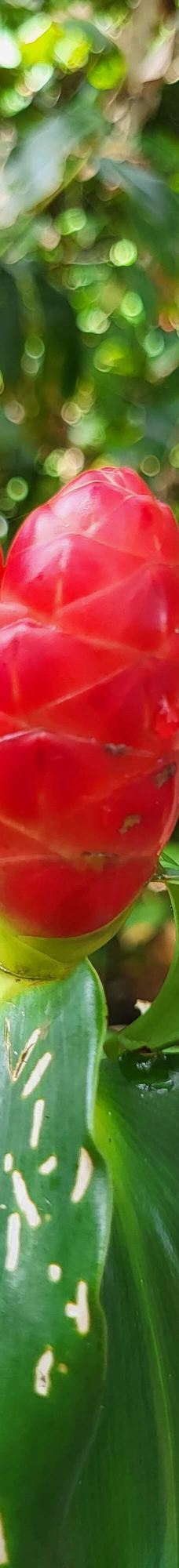 卡维塔国家公园-Talamanca