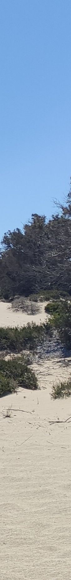 Cedar Forest of Alyko-纳克索斯