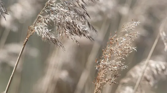 Summer Leys Nature Reserve
