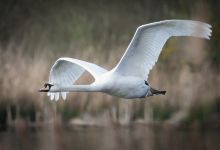RSPB Middleton Lakes景点图片