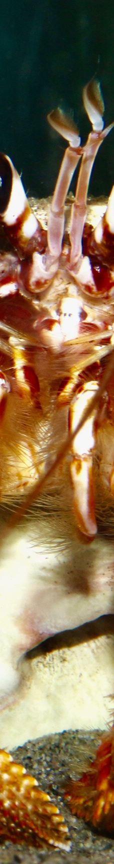 Discovery Passage Aquarium-坎贝尔河