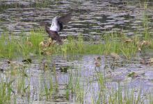 Moosehorn National Wildlife Refuge景点图片